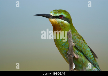 Blue cheeked Bee eater verde palissonatrice uccello Foto Stock