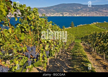 Grappoli di uva che cresce su vitigni a Bonitas Cantina Summerland, Okanagan-Similkameen regione Okanagan, British Columbia, Foto Stock