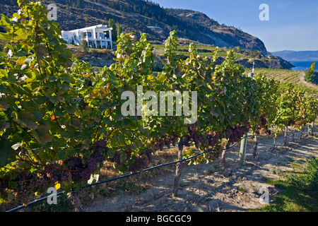 Filari di viti a Bonitas Cantina Summerland, Okanagan-Similkameen regione Okanagan, British Columbia, Canada. Foto Stock