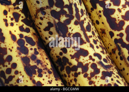 Banane, più mature Foto Stock