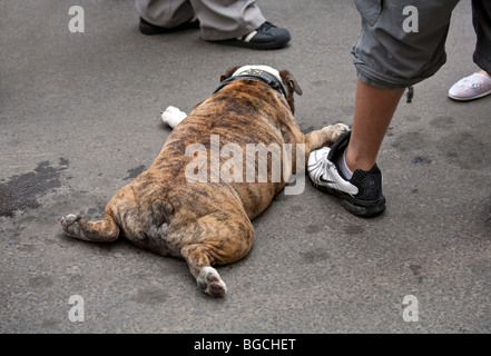 Bulldog inglese stanco dal calore, recante sul marciapiede Foto Stock