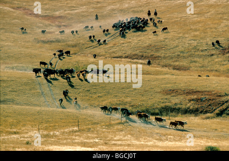 Roundup di bestiame su South Dakota Ranch, Pine Ridge Indian Reservation, Dakota del Sud, STATI UNITI D'AMERICA Foto Stock