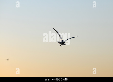 Mew al Mar Baltico, Swinoujscie, Polonia Foto Stock