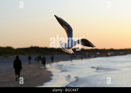 Mew al Mar Baltico, Swinoujscie, Polonia Foto Stock