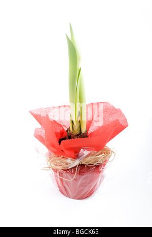 Germogliando Amaryllis hippeastrum in confezione regalo Foto Stock