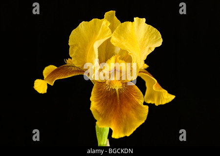 Un iris gialla fiore in piena fioritura. Foto Stock