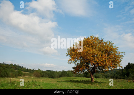 Autumn Tree sul prato Foto Stock