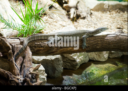 Monitor del Nilo Lizard (Varanus niloticus) Foto Stock