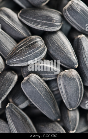 Arrosto di semi di girasole Foto Stock