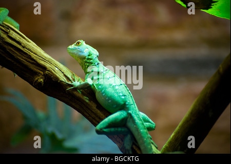 Il basilisco piumati, Basiliscus plumifrons, chiamato anche un verde basilisk o double crested basilisk Foto Stock