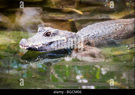 West African Dwarf Crocodile (Osteolaemus tetraspis) Foto Stock