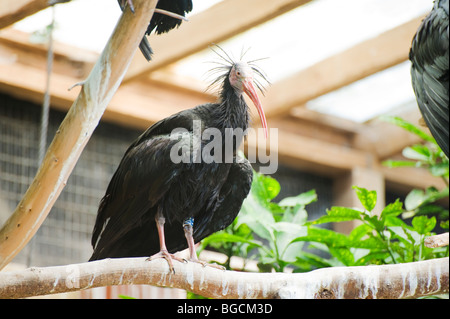 Ibis Waldrapp (Geronticus eremita) Foto Stock