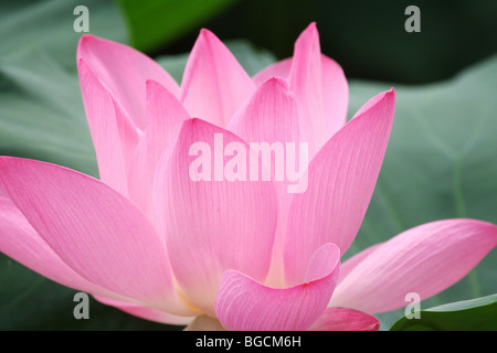 Fiore di loto in palazzo d'Estate a Pechino, Cina Foto Stock