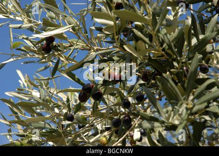 Le olive crescono sugli alberi, (Olea europeae), Relleu, Provincia di Alicante, Comunidad Valenciana, Spagna Foto Stock