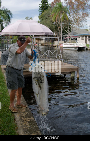 Un bass pescatore lancia un cast net per catturare live golden shiners appendere fuori in un canale residenziale fuori da un Central Florida lago. Foto Stock