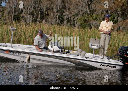 Due pescatori di guardare un LARGEMOUTH BASS, che è stato catturato su un worm di plastica in un Central Florida lago, salto a boatside. Foto Stock