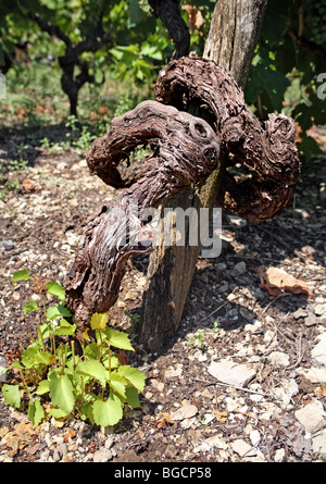 In prossimità di una pianta di vite trunk in un vecchio vigneto . Peninsola Di Peljesac, Dalmazia, Croazia, Foto Stock