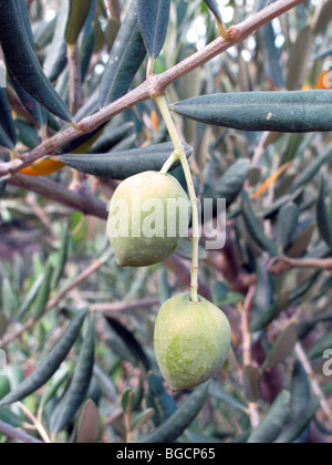 La maturazione delle olive su un ramoscello. (Olea europaea) Foto Stock