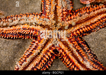 Un piccolo-colonna vertebrale stella di mare (Echinaster spinulosus) all'Isola di Palme spiaggia vicino a Charleston, Sc. Foto Stock