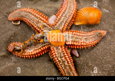 Un piccolo-colonna vertebrale stella di mare (Echinaster spinulosus) all'Isola di Palme spiaggia vicino a Charleston, Sc. Foto Stock