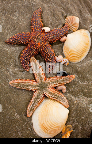 Un piccolo-colonna vertebrale stella di mare (Echinaster spinulosus) all'Isola di Palme spiaggia vicino a Charleston, Sc. Foto Stock