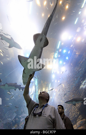 Un uomo guardando uno squalo a Dubai Aquarium, Emirati Arabi Uniti Foto Stock