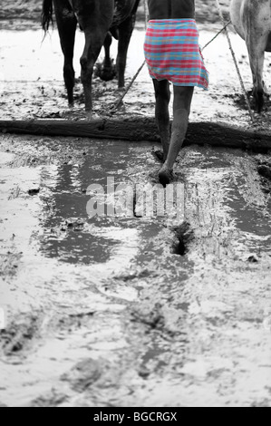 L'agricoltore indiano la preparazione e il livellamento di un nuovo riso paddy campo utilizzando un livello tirato da vacche indiane. Andhra Pradesh , India Foto Stock