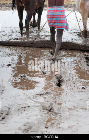 L'agricoltore indiano la preparazione e il livellamento di un nuovo riso paddy campo utilizzando un livello tirato da vacche indiane. Andhra Pradesh , India Foto Stock