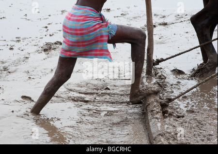 L'agricoltore indiano la preparazione e il livellamento di un nuovo riso paddy campo utilizzando un livello tirato da vacche indiane. Andhra Pradesh , India Foto Stock