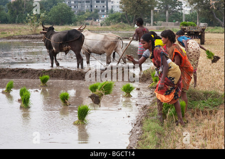 Le donne indiane gettando fasci di pianticelle di riso in un preparato di risaia tenetevi pronti per la semina. Andhra Pradesh, India Foto Stock