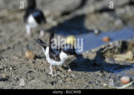 Casa comune martins (Delichon urbicum / Delichon urbica) raccolta di fango per la nidificazione Foto Stock