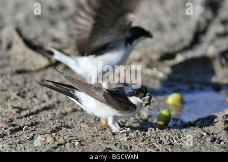 Casa comune martins (Delichon urbicum / Delichon urbica) raccolta di fango per la nidificazione Foto Stock