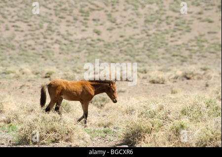 Baby Wild Horse colt Equus caballus ferus Nevada Foto Stock