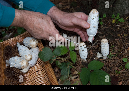 La raccolta di Shaggy copertura di inchiostro funghi noto anche come Coprinus comatus o avvocati parrucca e coni fir in un cestello Foto Stock