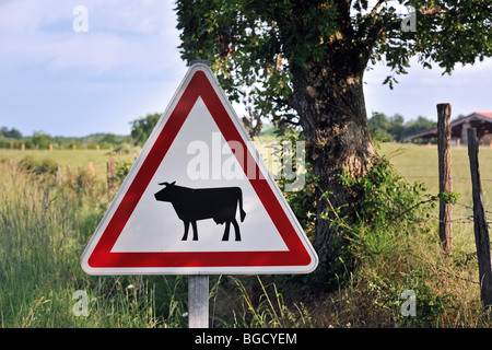 Segnale di avvertimento pericolo / segno di traffico per vacche bovini / attraversando la strada Foto Stock
