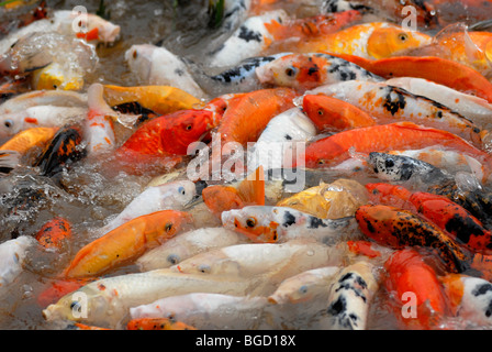 Rosso, giallo e modellato goldfish (Carassius auratus auratus) nella panda centro di allevamento di Chengdu Sichuan, in Cina, Asia Foto Stock