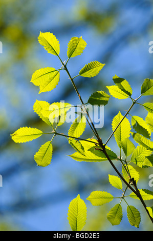 Castagno foglie di quercia, Quercus prinus, inizio srping Foto Stock