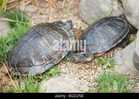 Rosso-eared tartarughe (Trachemys scripta elegans). Due femmine in competizione per i siti di nidificazione nella stessa area. Foto Stock