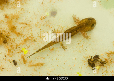 Unione salamandra pezzata (Salamandra salamandra). Tadpole o larva. Foto Stock