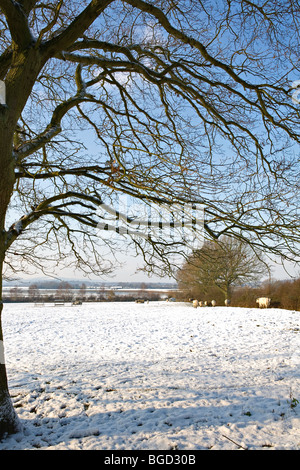 British bovini bianchi in coperta di neve campo. Sussex, Inghilterra Foto Stock