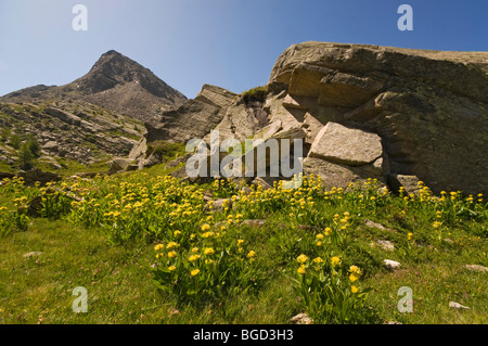 Spotted Gentian (Gentiana punctata), il Parco Nazionale del Gran Paradiso, Valle d'Aosta, Italia, Europa Foto Stock