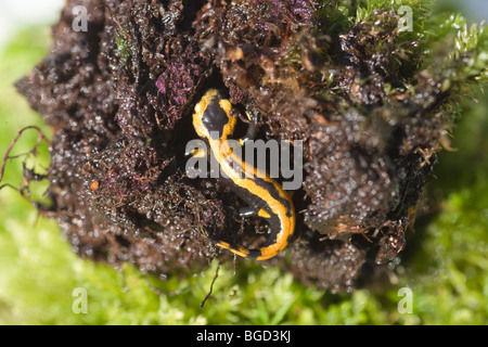 Unione salamandra pezzata (Salamandra salamandra). Appena metamorfosati di giovani dal girino acquatico o di larve. Foto Stock