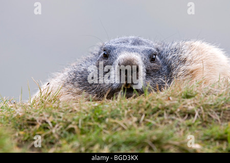 Alpine marmotta (Marmota marmota), il Parco Nazionale degli Alti Tauri, Carinzia, Austria, Europa Foto Stock