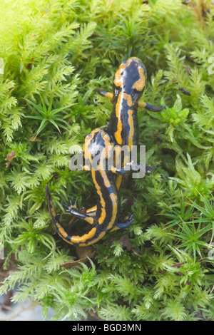 Incendio europea salamandre (Salamandra salamandra terrestris). Recentemente metamorfosati di giovani emergenti sulla terra dall'acqua. Foto Stock