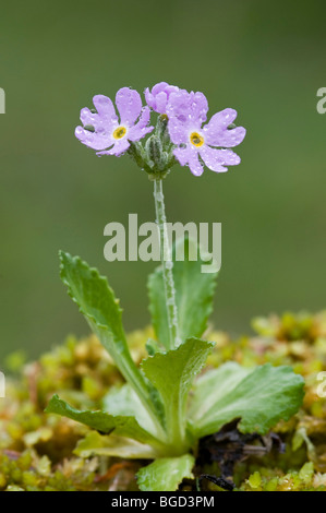 Bird's-eye Primrose (Primula farinosa), Pillberg, Tirolo, Austria, Europa Foto Stock