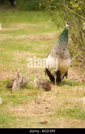 Comune, Indiano o Peafowl blu (Pavo cristata). Peahen e covata di cinque settimane di età peachicks. Foto Stock