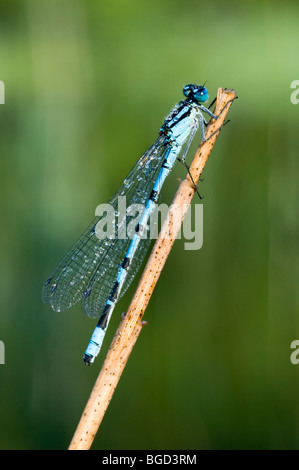 Comune Damselfly blu (Enallagma cyathigerum), il lago Riedener, Rieden, Valle del Lech, Ausserfern, Tirolo, Austria, Europa Foto Stock