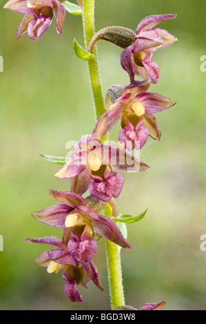 Rosso scuro o Helleborine Royal Helleborine (atrorubens bergonii), Pfrillensee Lago, Valle del Lech, Tirolo, Austria, Europa Foto Stock