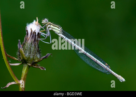 Bianco-zampe (Damselfly Platycnemis pennipes), femmina, Frauensee Kramsach, Tirolo, Austria, Europa Foto Stock