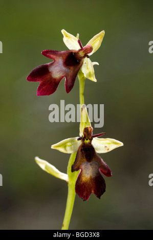 Fly Orchid (Ophrys insectifera), Pfrillen Lago, Valle del Lech, Tirolo, Austria, Europa Foto Stock